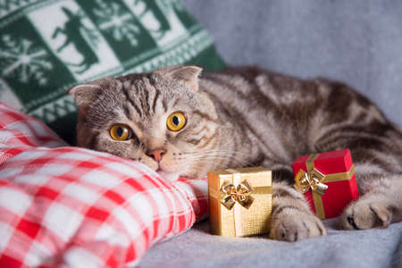 Cute Scottish Fold with gift boxes on gray sofa.の写真素材