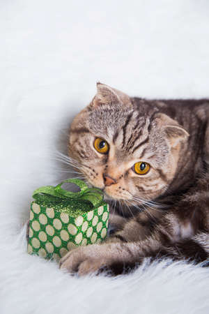 Cute Scottish Fold with green gift box on white fur.の写真素材