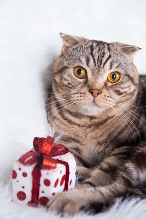 Cute Scottish Fold with gift box on white fur.の写真素材