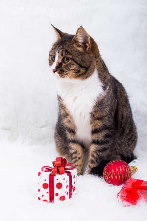 Cute cat with gift box and hristmas ball on white fur.の写真素材