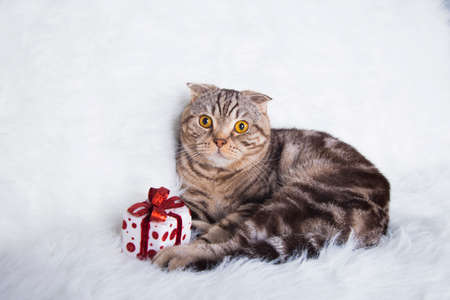 Cute Scottish Fold with gift box on white fur.の写真素材