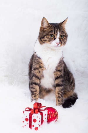 Cute cat with gift box and hristmas ball on white fur.の写真素材