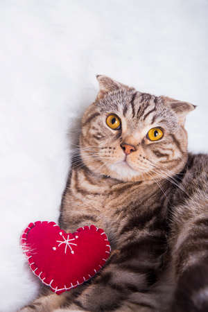 Cute Scottish Fold with red heart on white fur.の写真素材