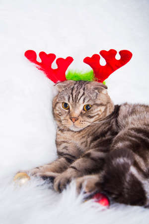 Cute Scottish Fold with funny deer horns on white fur.の写真素材