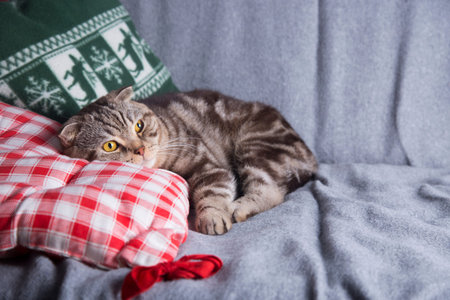 Cute Scottish Fold lying on gray sofa. の写真素材