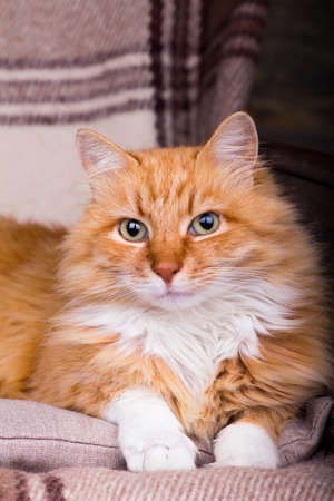 Close-up portrait of home red-headed cat on plaid.の写真素材