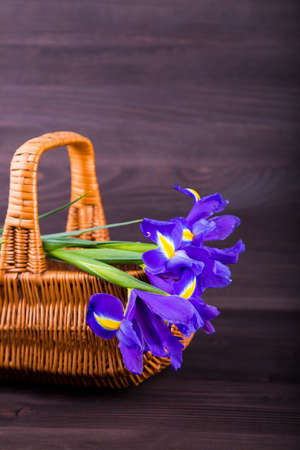 Bouquet of irises in wicker basket on dark wooden background.の写真素材