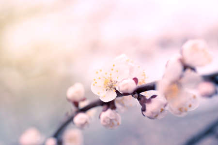 Beautiful blooming spring apricot branch. Vintage effect.の写真素材