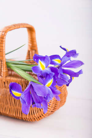 Bouquet of beautiful irises in wicker basket on white wooden background.の写真素材