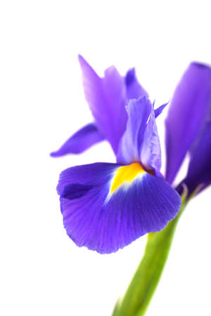 Close-up beautiful iris isolated on white background.の写真素材