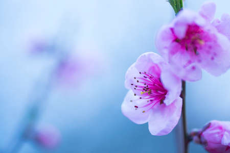 Beautiful blooming spring peach branch. Pink flowers.の写真素材