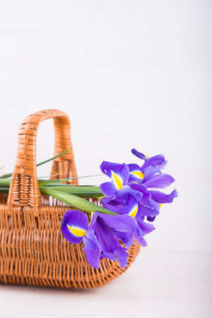 Bouquet of beautiful irises in wicker basket on white wooden background.の写真素材