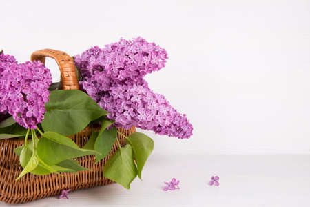 Bouquet of lilac in wicker basket on white background.の写真素材