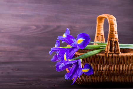 Bouquet of irises in wicker basket on dark wooden background.の写真素材