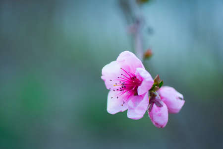 Beautiful blooming spring peach branch. Pink flowers.の写真素材