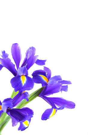 Bouquet of beautiful irises isolated on white background.の写真素材