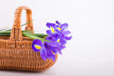 Bouquet of beautiful irises in wicker basket on white wooden background.の写真素材
