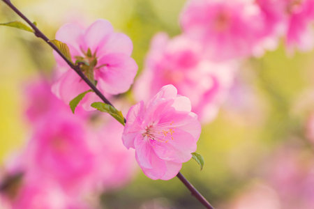 Beautiful blooming spring branch with tender pink flowers.