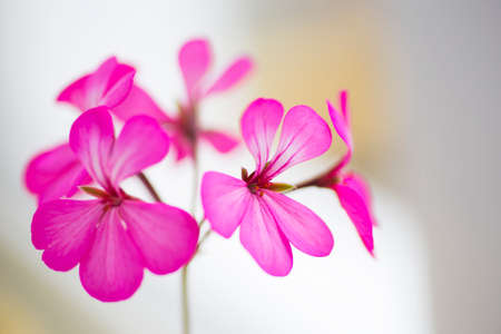 Close-up pink flowers on light background.の写真素材