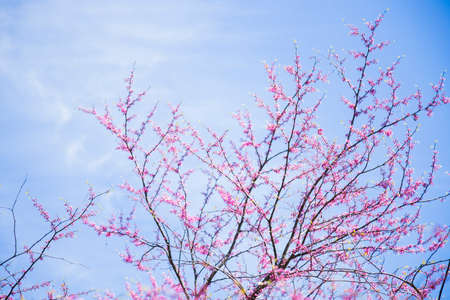 Beautiful blooming spring Cercis branches with tender pink flowers on sky backgroundの写真素材
