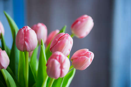 Bouquet of tender pink tulips in vase.の写真素材