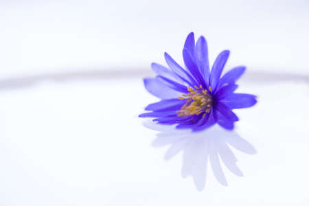 Flower floating on light water surfaceの写真素材