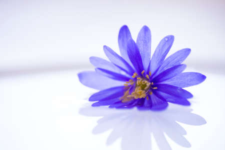 Flower floating on light water surfaceの写真素材