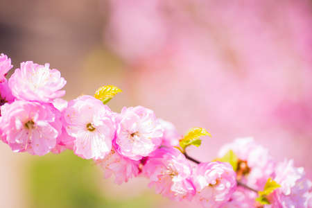 Beautiful blooming spring almond branch with tender pink flowersの写真素材