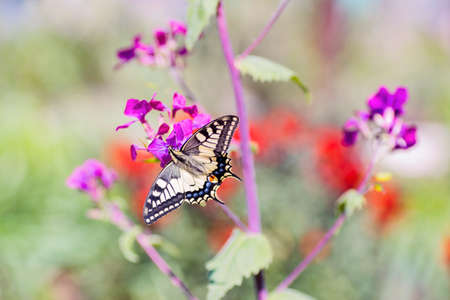 Close-up butterfly Swallowtail on purple flowers in garden.の写真素材