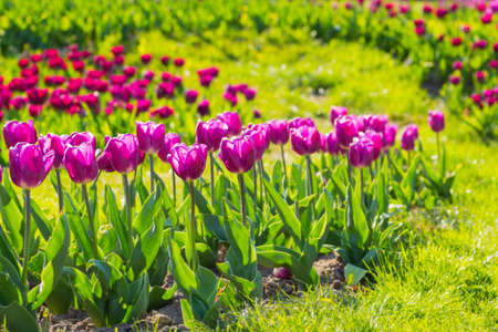 Flower bed with blooming tulips in botanical garden.の写真素材