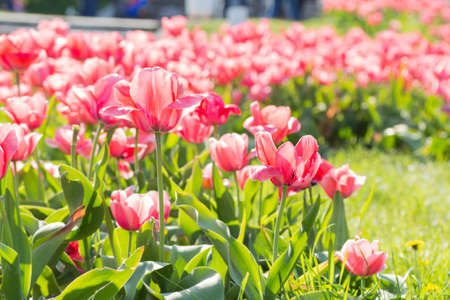 Flower bed with blooming tulips in botanical garden.の写真素材