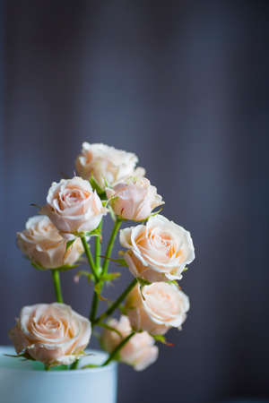 Bouquet of tender creamy roses in vase.の写真素材
