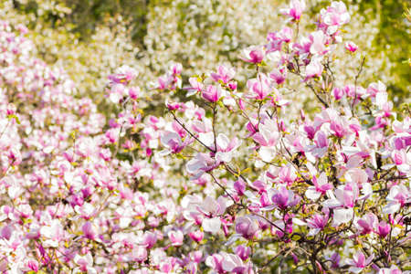 Beautiful blooming spring pink magnolia brunches in garden.の写真素材
