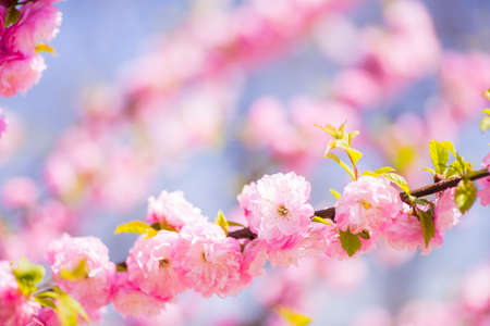 Beautiful blooming spring almond branch with tender pink flowersの写真素材