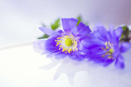 Two flowers floating on light water surface.の写真素材