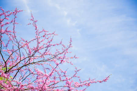 Beautiful blooming spring Cercis branches with tender pink flowers on sky backgroundの写真素材