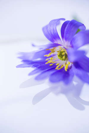 Flower floating on light water surfaceの写真素材