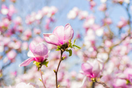 Beautiful blooming spring pink magnolia brunches in garden.の写真素材