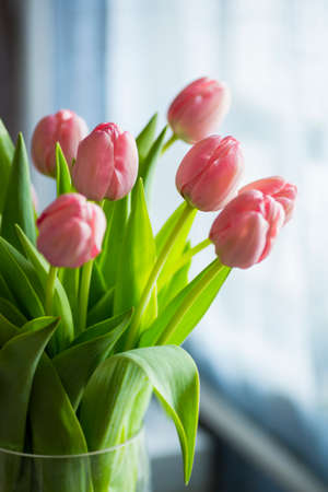 Bouquet of tender pink tulips in vase.の写真素材