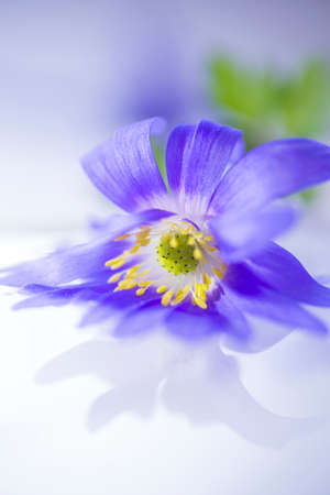 Flower floating on light water surfaceの写真素材