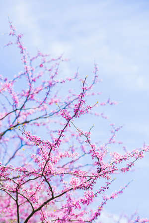 Beautiful blooming spring Cercis branches with tender pink flowers on sky backgroundの写真素材