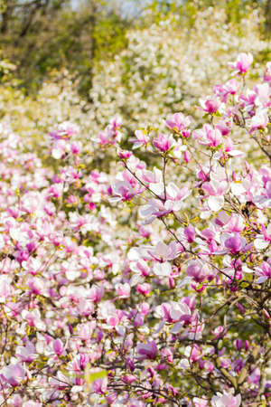 Beautiful blooming spring pink magnolia brunches in garden.の写真素材