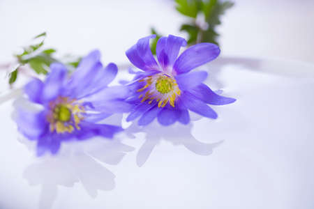 Two flowers floating on light water surface.の写真素材