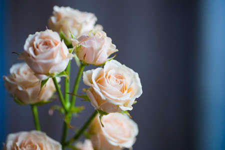 Bouquet of tender creamy roses in vase.の写真素材