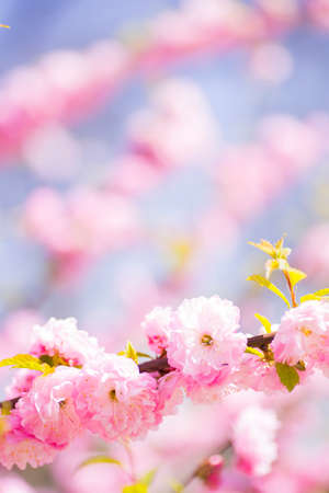 Beautiful blooming spring almond branch with tender pink flowersの写真素材