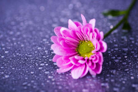 Close-up purple chrysanthemum with water drops on glossy surface.の写真素材