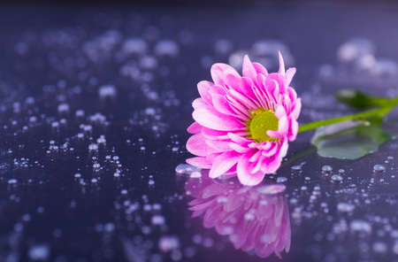 Close-up purple chrysanthemum with water drops on glossy surface.の写真素材
