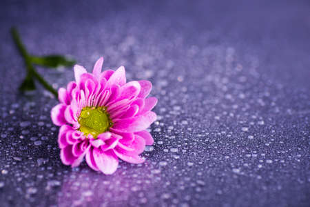 Close-up purple chrysanthemum with water drops on glossy surface.の写真素材