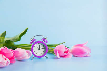Bouquet of tender pink tulips with purple clock on blue wooden background.の写真素材