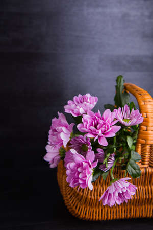 Beautiful bouquet of tender purple chrysanthemum in wicker basket on black wooden background. Spring romantic composition.の写真素材